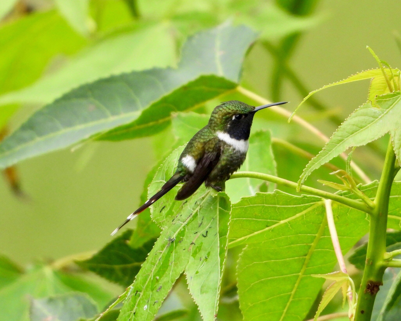 image Sparkling-tailed Hummingbird